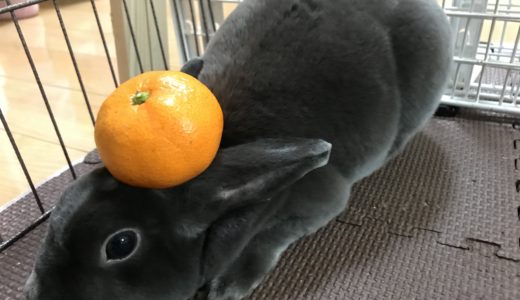 うさぎ鏡餅！2019年あけましておめでとうございます！