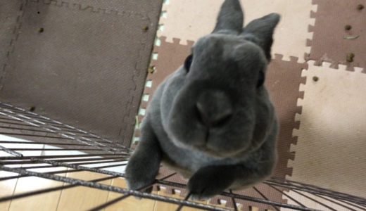 ご飯をねだって…？